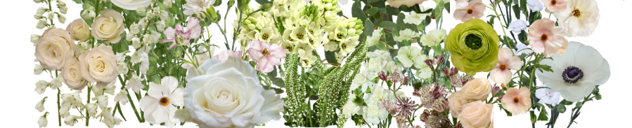 Ethiflora : Roses d'Equateur issues du Commerce Equitable